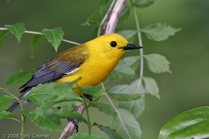 Prothonotary Warbler by Tony Coomer