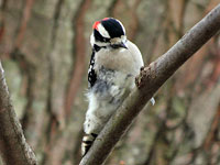 Dowy Woodpecker