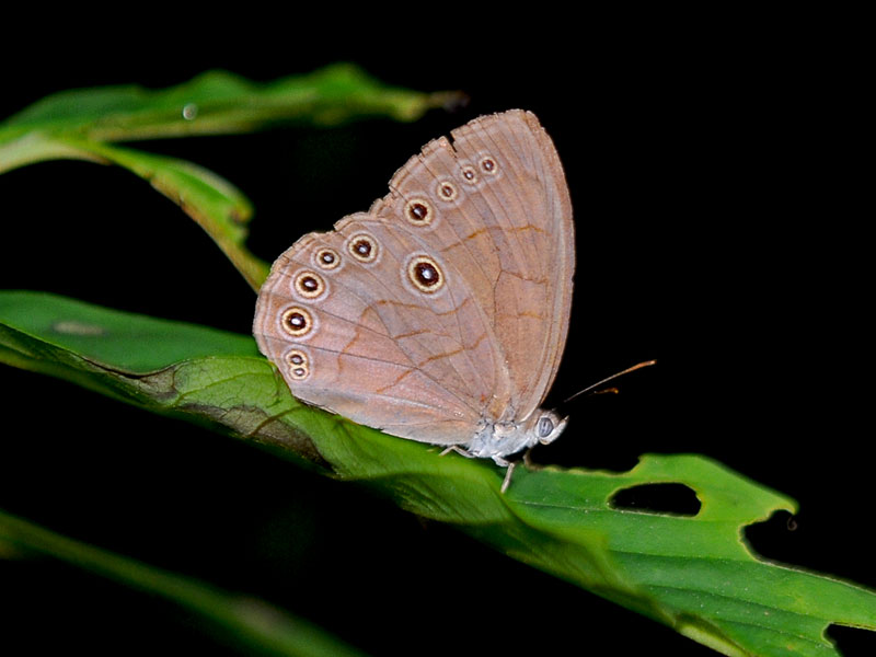 Appalachian Brown Butterfly