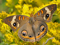 Common Buckeye Butterfly