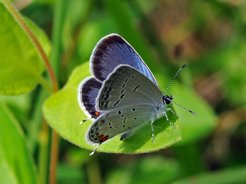 eastern tailed blue