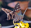 Lont-tailed Skipper