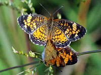 Pearl Crescent mating