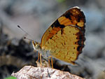 Pearl Crescent