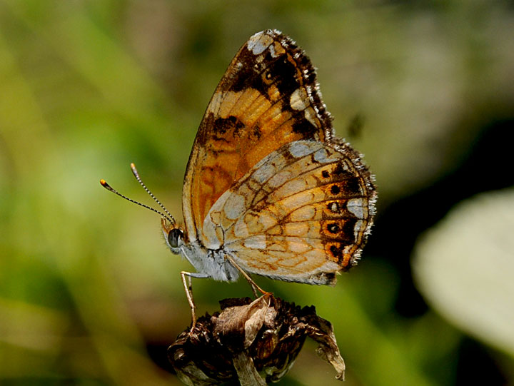 Silvery Checkerspot