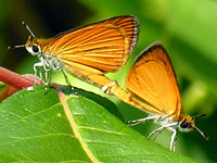 Least Skippers mating