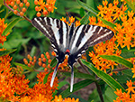 Zebra Swallowtail on Butterflyweed