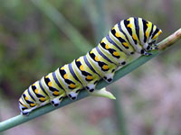 Black Swallowtail caterpillar