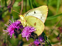 Clouded Sulphur Butterfly
