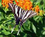 Eastern-tailed Blue