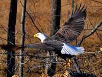 Bald Eagle at the PWC Landfill