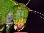 Angle-winged Katydid face