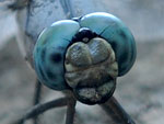 Great Blue Skimmer face