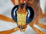Ichneumon Wasp face