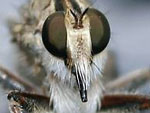Robberfly face by Dee Marsh