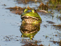 Frogs like clean water.