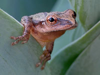 Spring peeper by John White