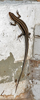 Five-lined Skink