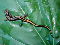 Three-lined Salamander