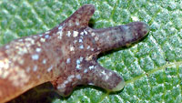 Four-toed Salamander Toes