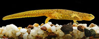 Res-spotted Newt