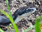 Black Rat Snake at Merrimac Farm Wildlife Management Area