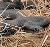 Black Racer