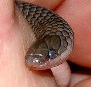 Worm snake