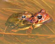 American Toads