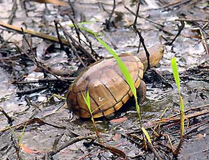 Eastern Mud Turtle at the Occoquan Bay NWR