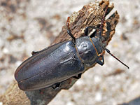 Unidentified beetle
