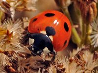 Seven-spotted Lady Bird Beetle