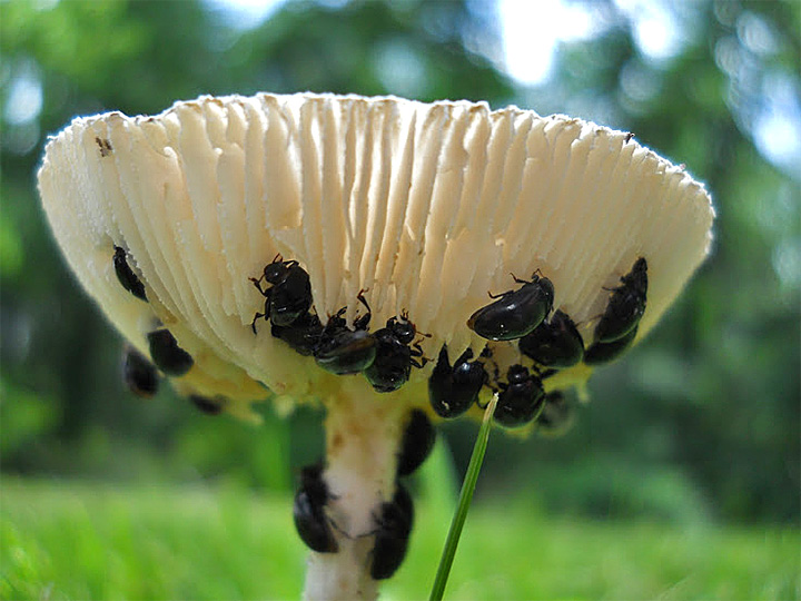 Pleasing Fungus Beetles