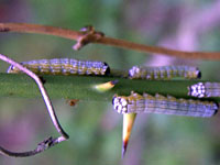 Unidentified Caterpillars