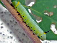 Snowberry Clearwing Caterpillar