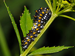 Black Swallowtail, early instar