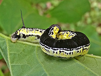Sweetbay Silkworm Moth Caterpillar