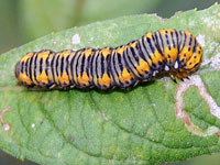 Gold Moth Caterpillar