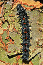 Mouning Cloak Caterpillar