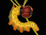 Silver-spotted Skipper Caterpillar