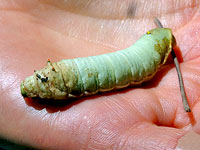 Sweetbay Silkworm Moth Caterpillar