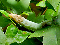 Sweetbay Silkworm Moth