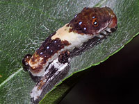 Tiger Swallowtail caterpillar on Oct. 8 2010