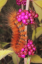 Virginia Tiger Moth Caterpillar