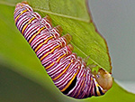 Zebra Swallowtail Caterpillar