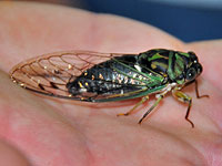 Dog-day Harvest Fly Cicada