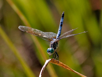 Blue Dasher cooling off