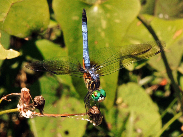 Blue Dasher, adult male