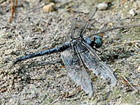 Great Blue Skimmer, adult male