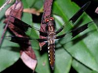 Common Whitetail Dragonfly, Juvenile Male